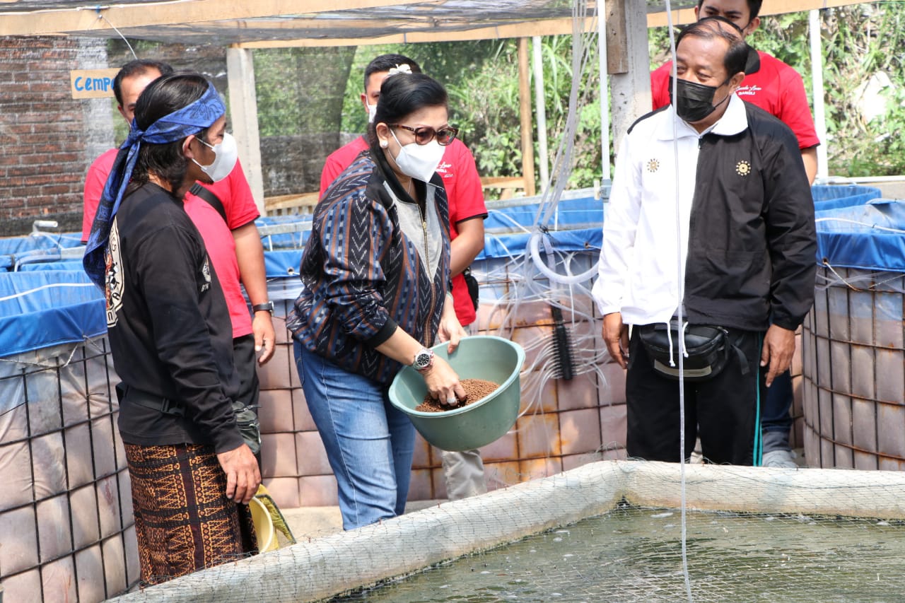 terbukti-ramah-lingkungan-ny-putri-koster-dukung-sistem-bioflok-untuk-budidaya-ikan-di-bali
